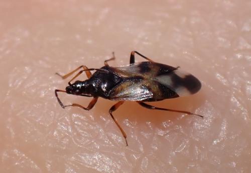 Anthocoris nemorum